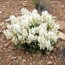 Image of white locoweed