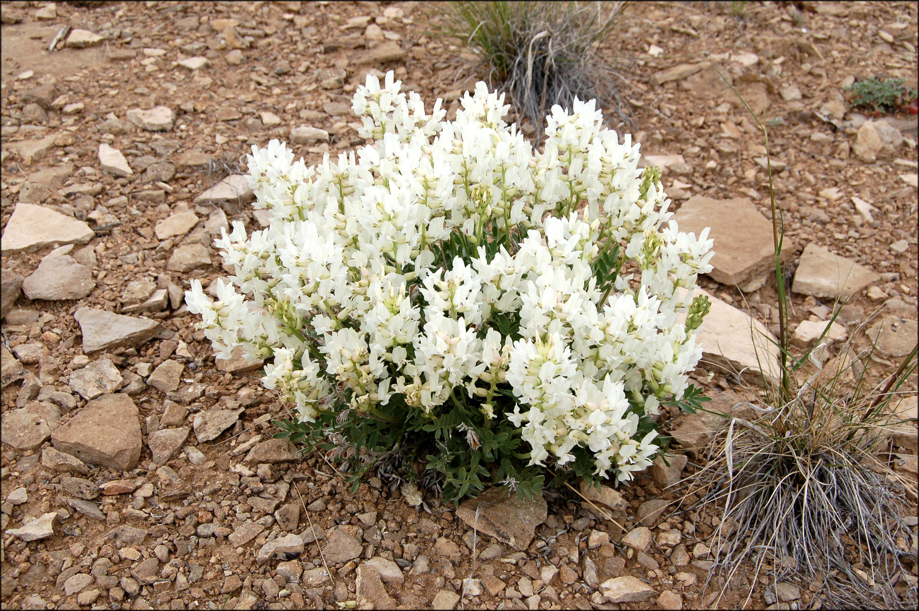 Image of white locoweed