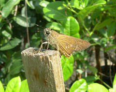 Image of Brazilian skipper