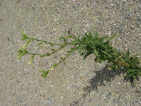 Image of desert tobacco,