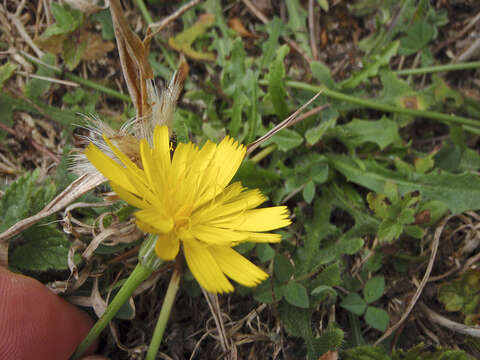 Scorzoneroides autumnalis subsp. autumnalis resmi