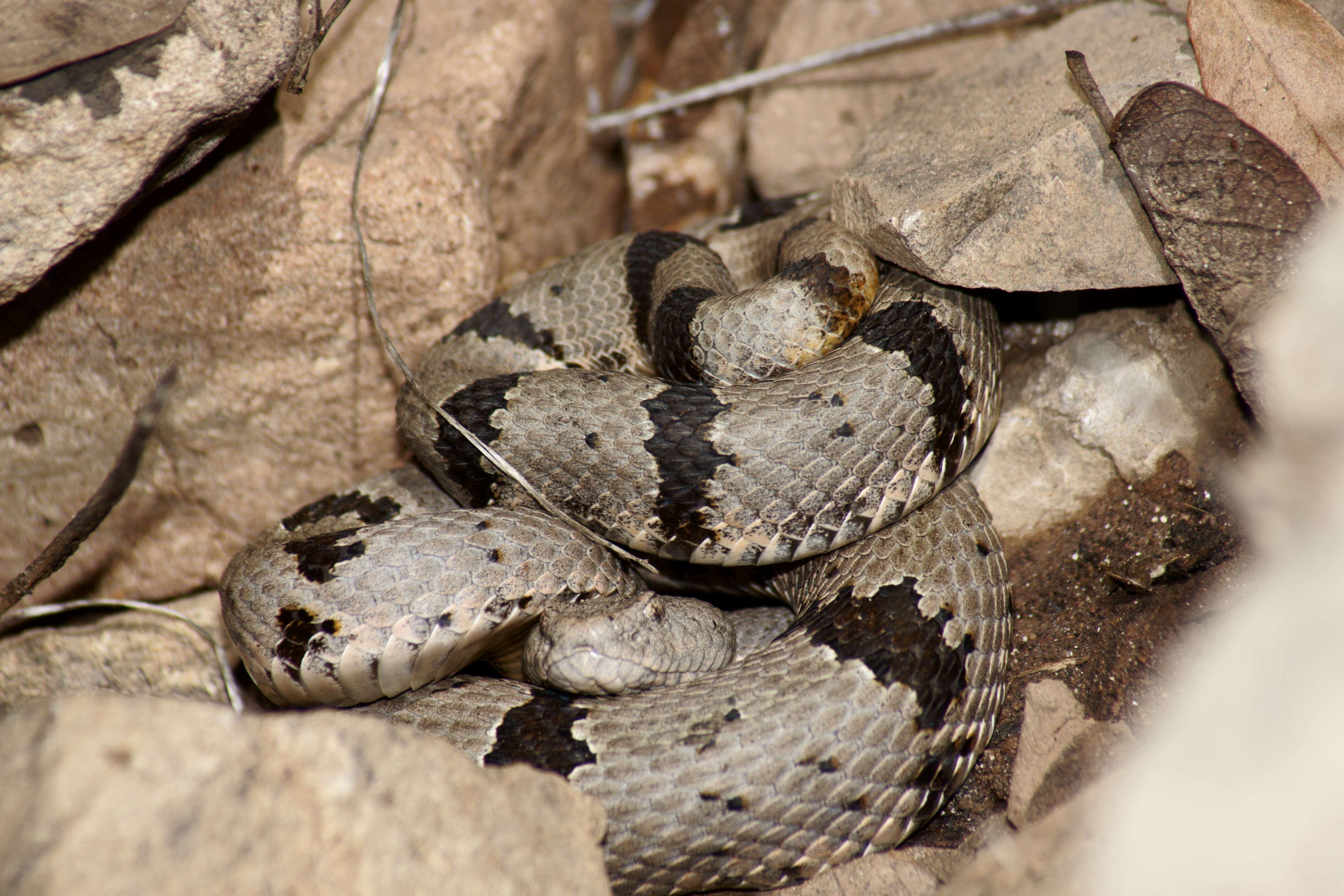 Crotalus lepidus klauberi Gloyd 1936 resmi