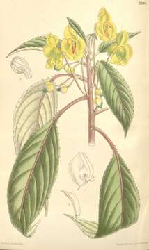 Image of Impatiens auricoma Baill.