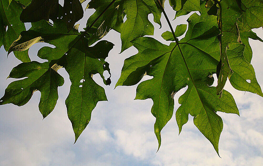 Image of Montanoa grandiflora (DC.) Hemsl.