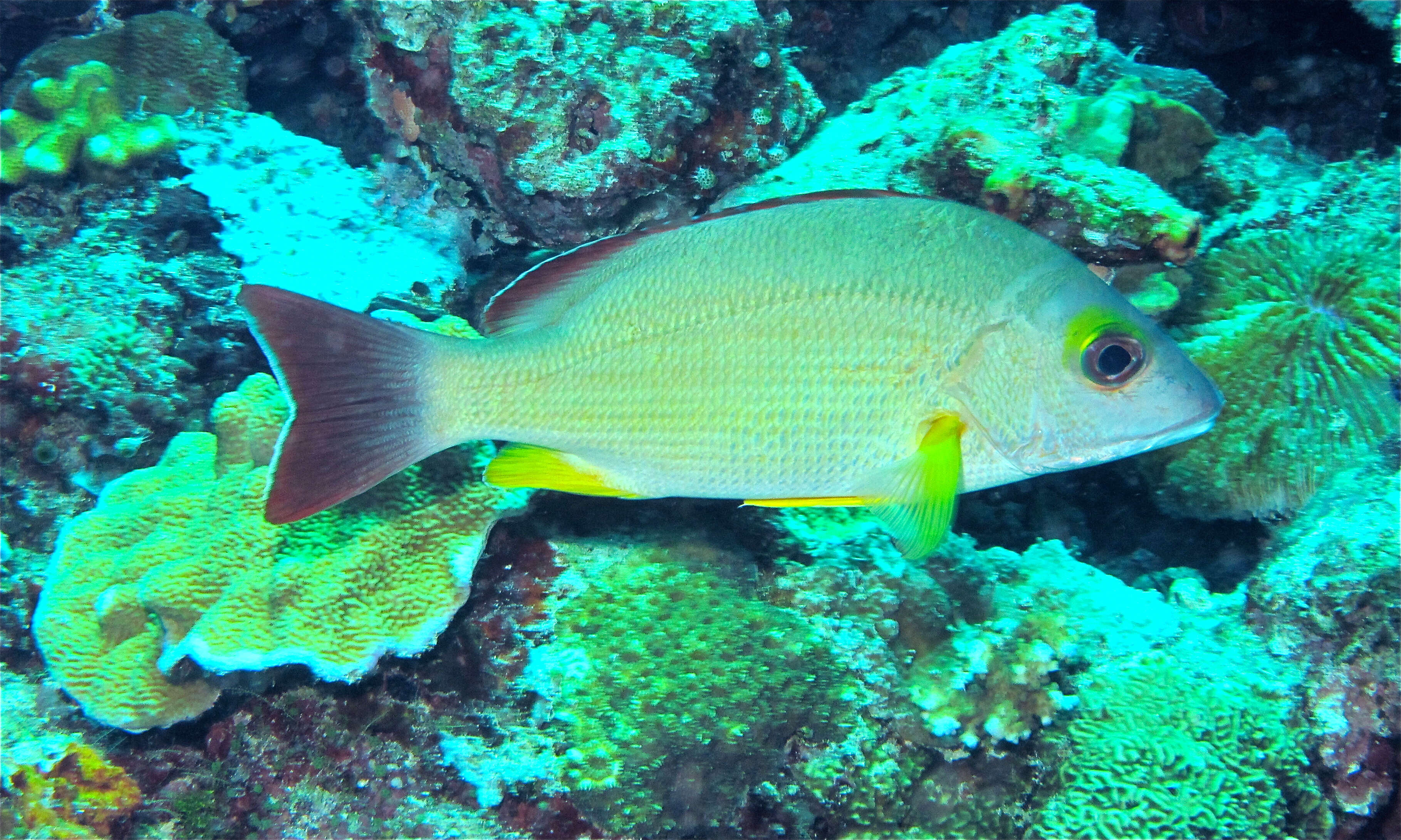 Image of Blacktail snapper