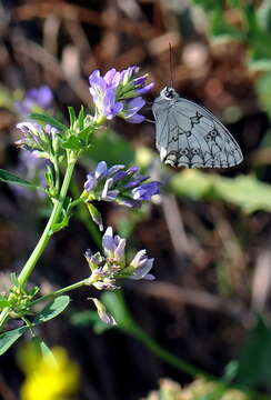 Imagem de Melanargia lachesis Hübner 1790