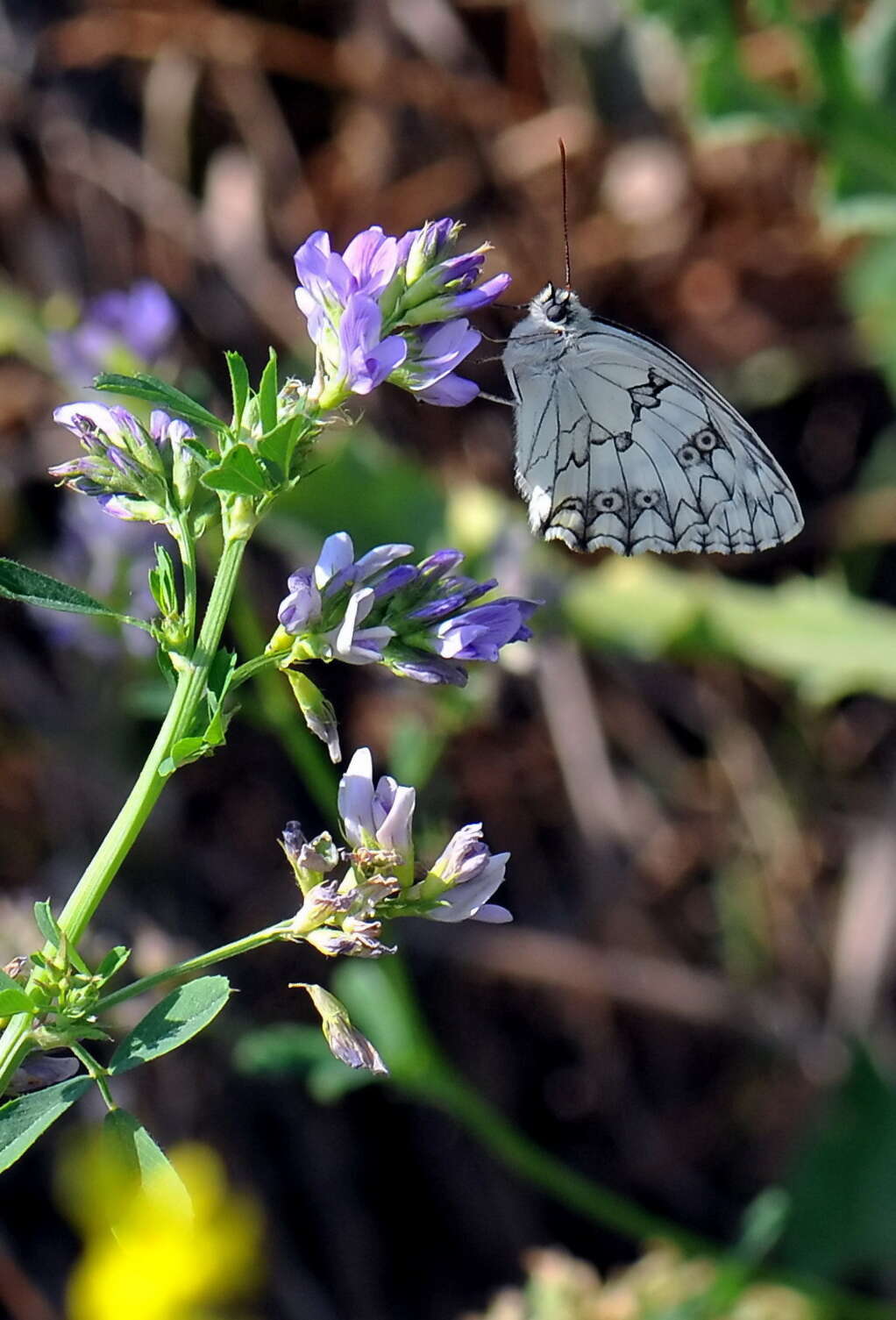 Image of Melanargia