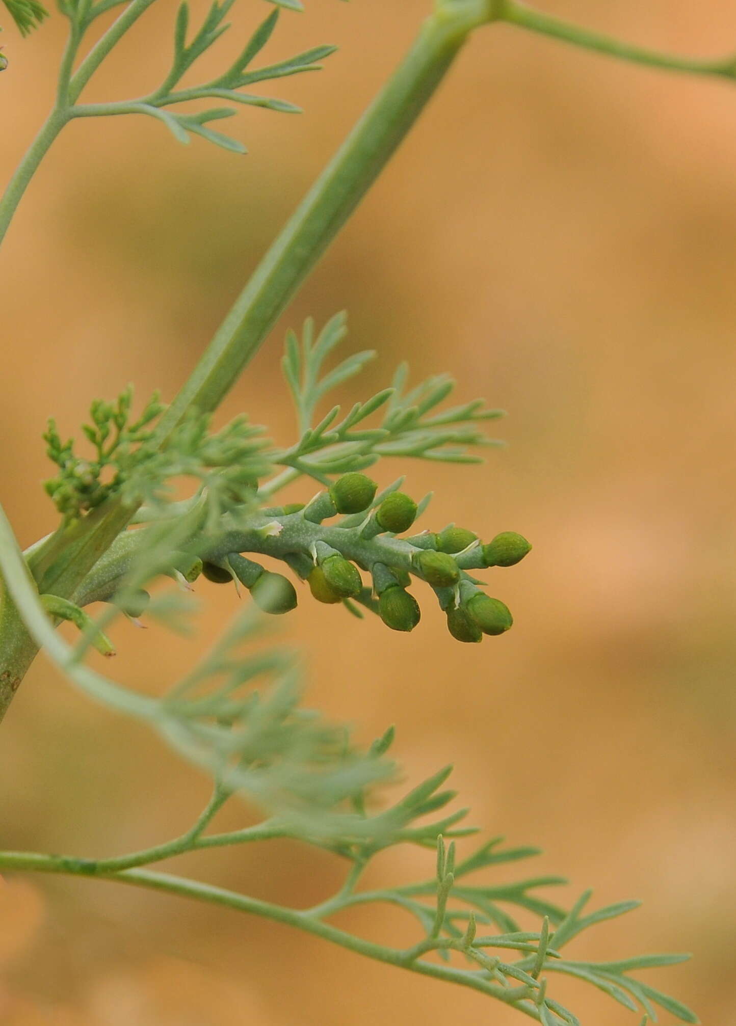 Image of Fumitory