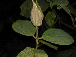 Image of Miconia paleacea Cogn.