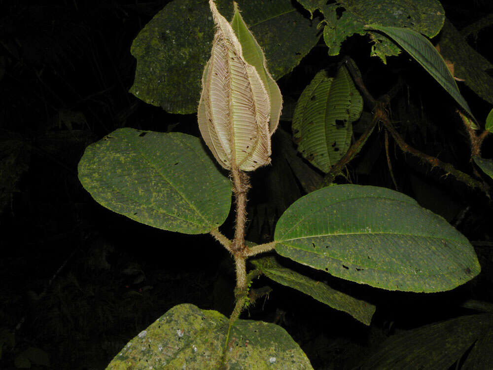 Image of Miconia paleacea Cogn.