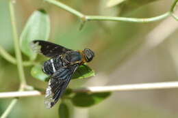 Image of Hemipenthes velutina (Meigen 1820)