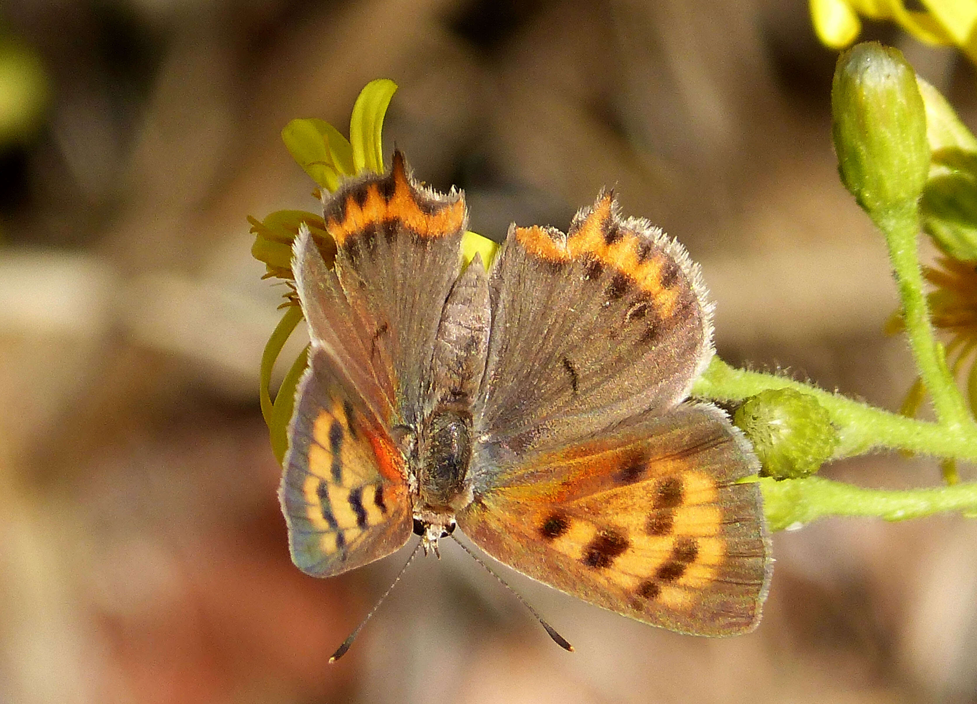 Image of Lycaena