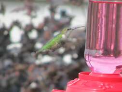 Image of Ruby-throated Hummingbird