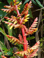 Image of tufted airplant