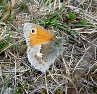 Image of small heath