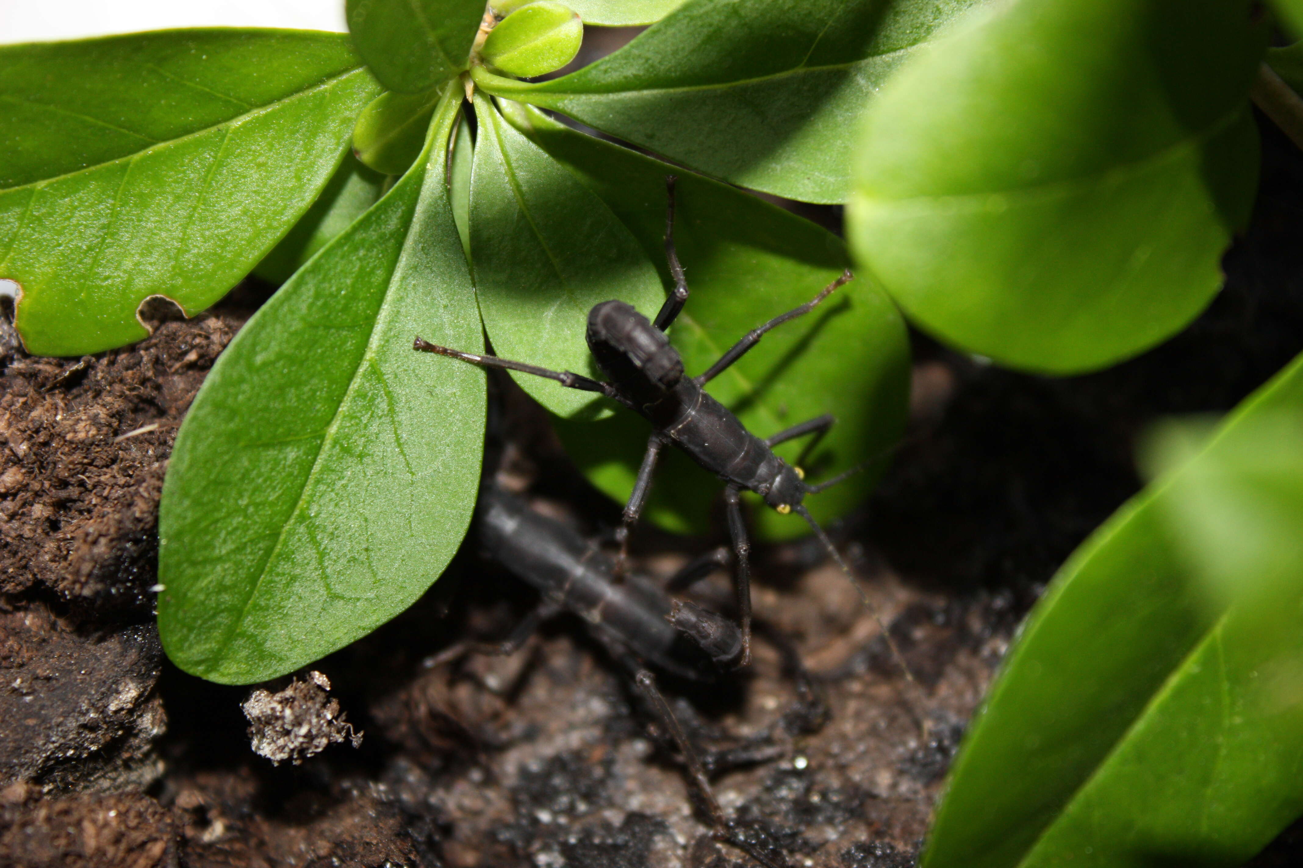 Image of Pseudophasmatoidea