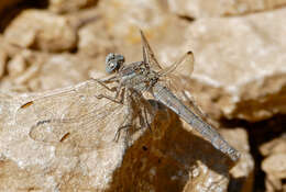 Image of Skimmers (Dragonflies)