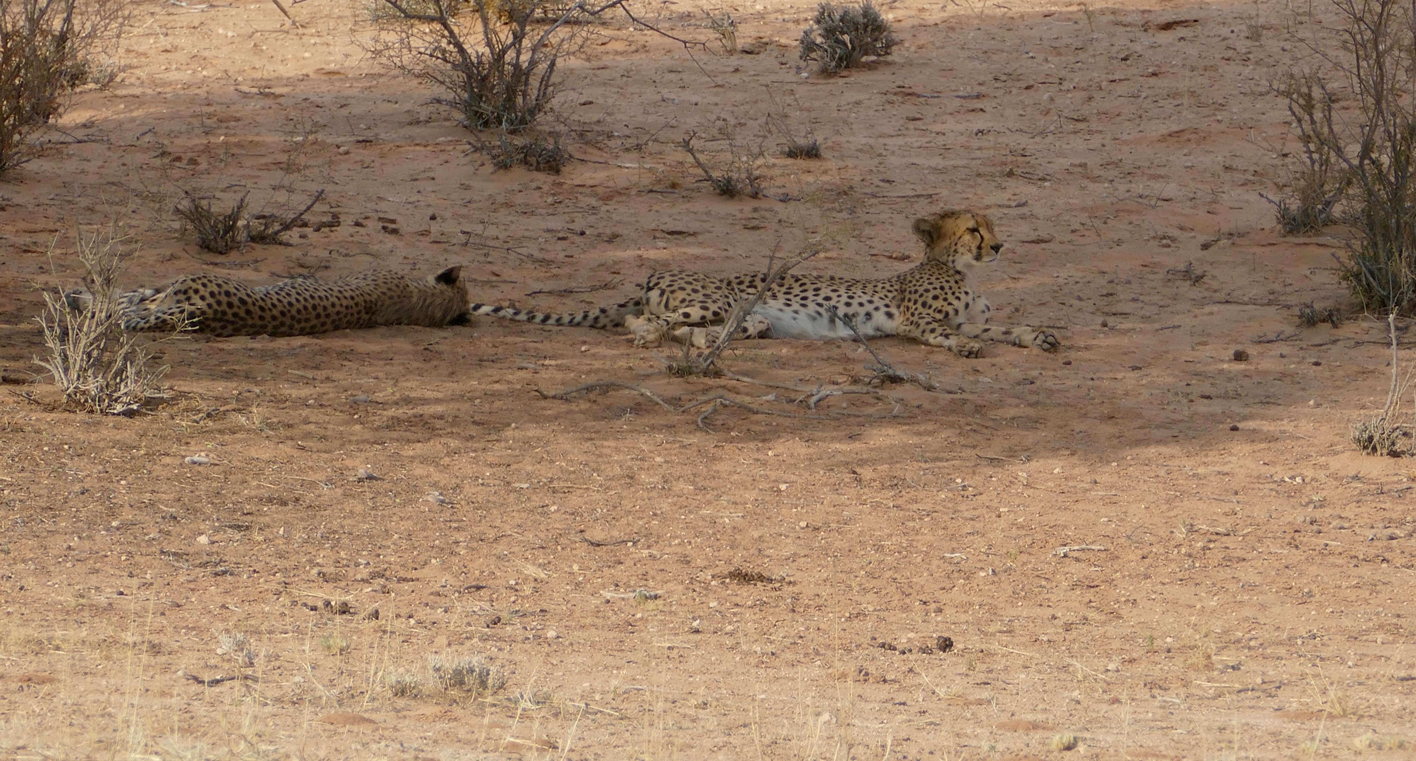 Image de Acinonyx Brookes 1828