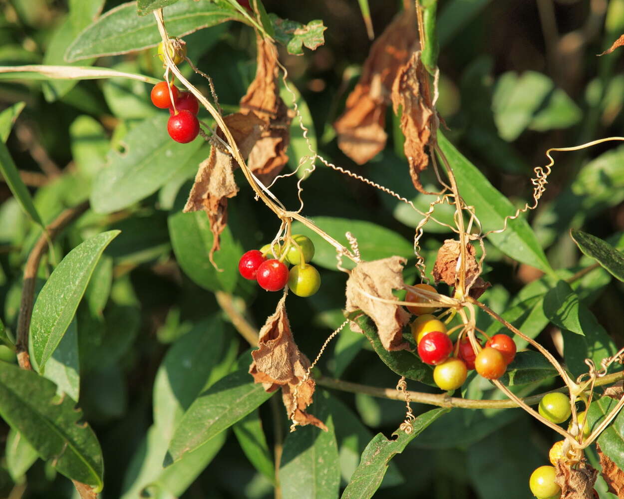 Image of bryony