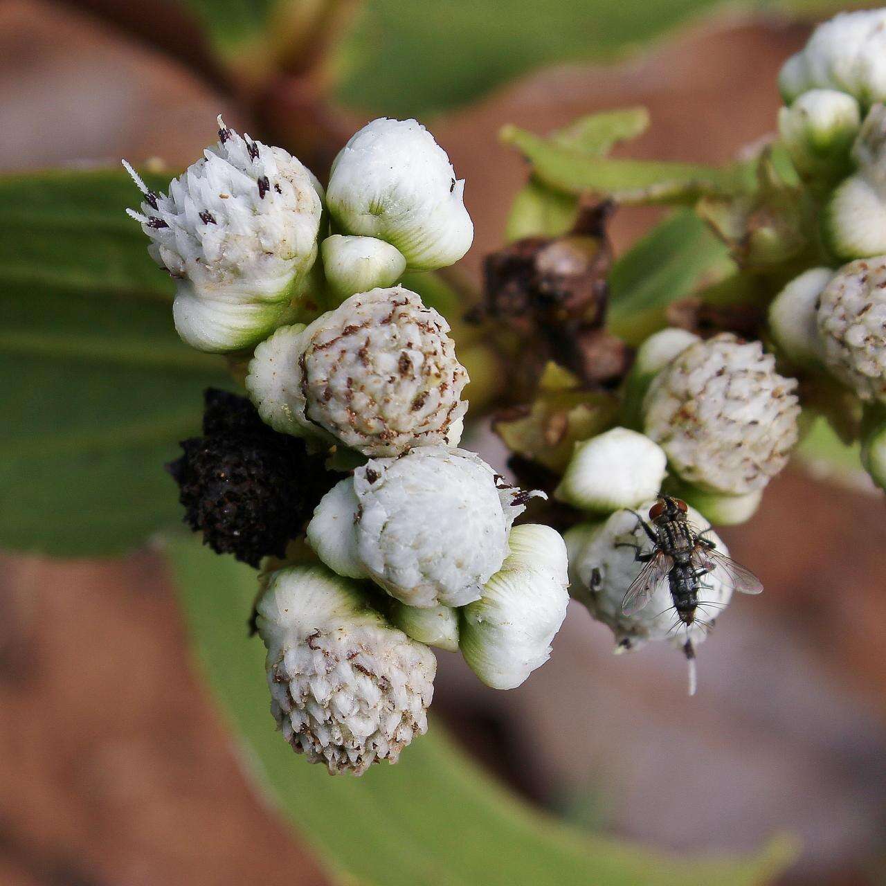 Image of Ichthyothere latifolia Baker