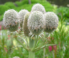 Image de Eryngium serra Cham. & Schltdl.