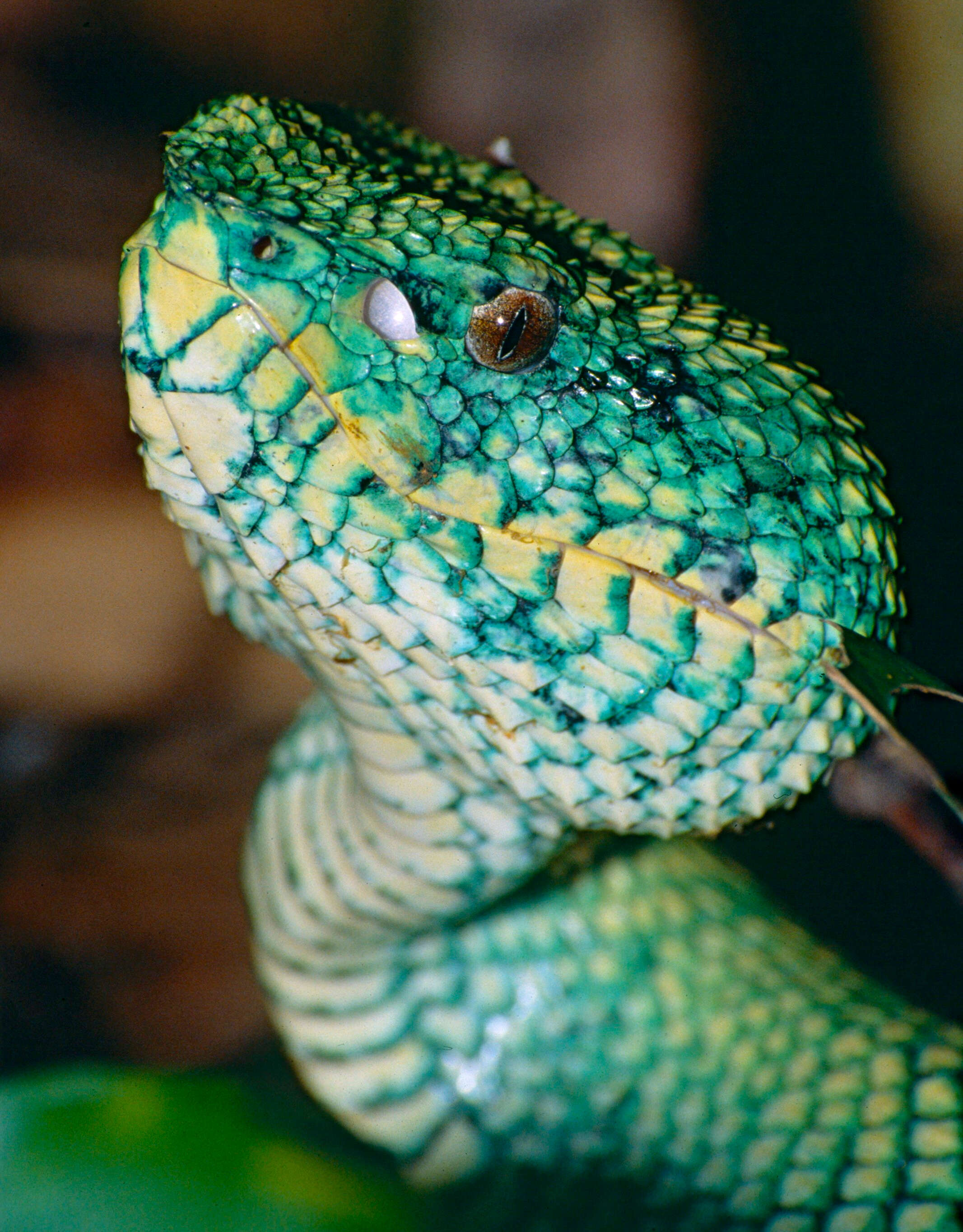 Image of Bornean Keeled Green Pit Viper