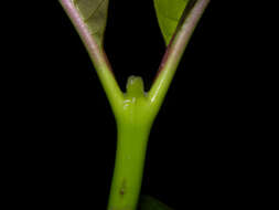 Palicourea guianensis Aubl.的圖片