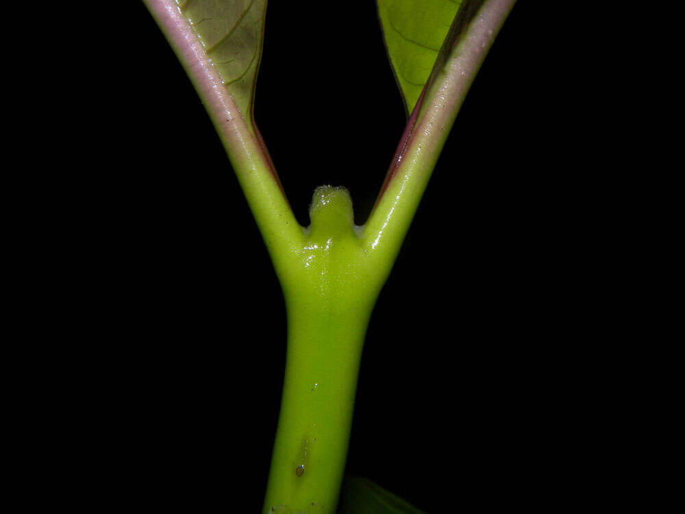 Palicourea guianensis Aubl.的圖片