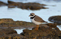 Image of ringed plover, common ringed plover