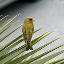 Image of Carduelis chloris