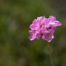 Image of Armeria canescens subsp. nebrodensis (Guss.) Pinto da Silva