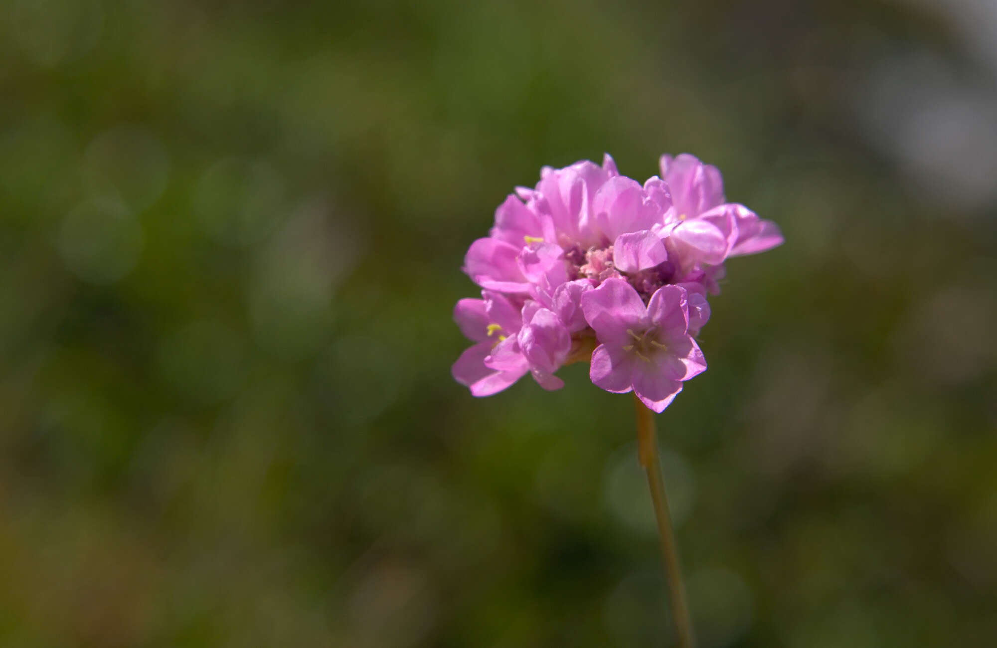 Sivun Armeria canescens (Host) Boiss. kuva