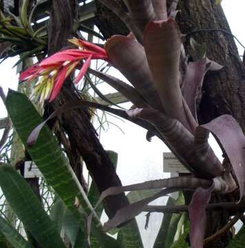 Image of Billbergia vittata Brongn. ex C. Morel