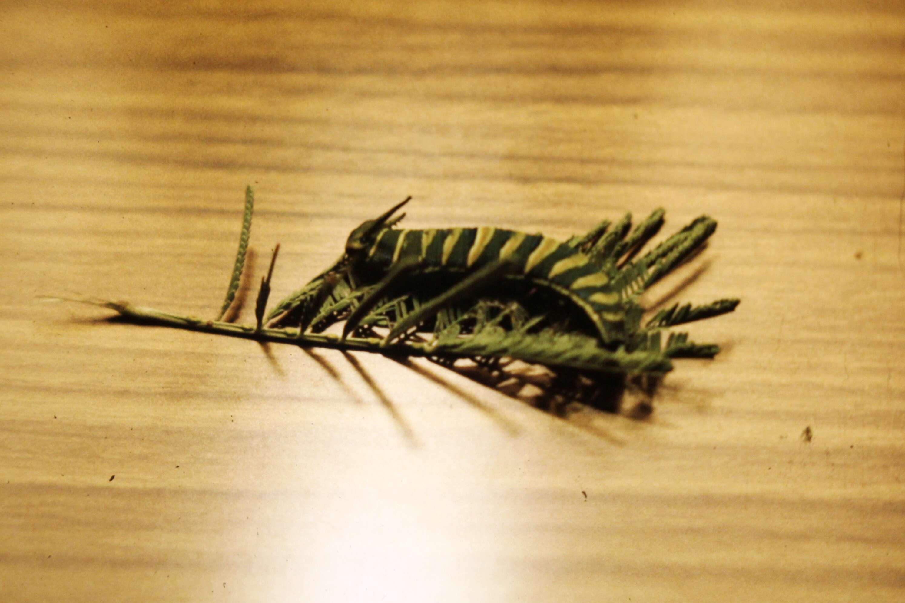 Image of <i>Charaxes sempronius</i>