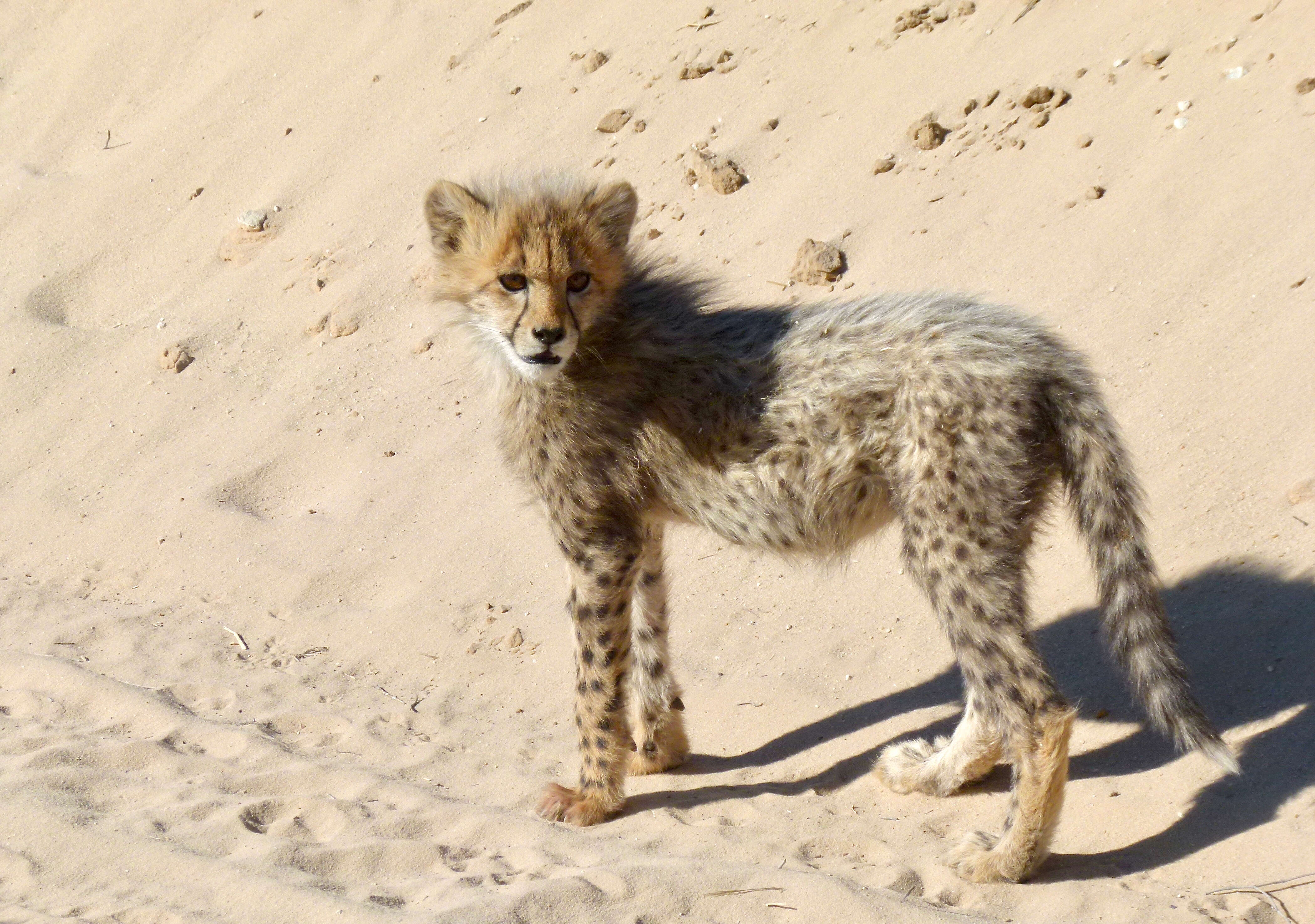 Image of Acinonyx Brookes 1828