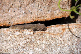 Image of American Wall Gecko