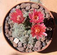 Plancia ëd Gymnocalycium baldianum (Speg.) Speg.