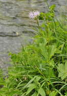 Image of Thalictrum