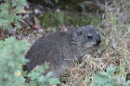 Image of Rock Hyrax