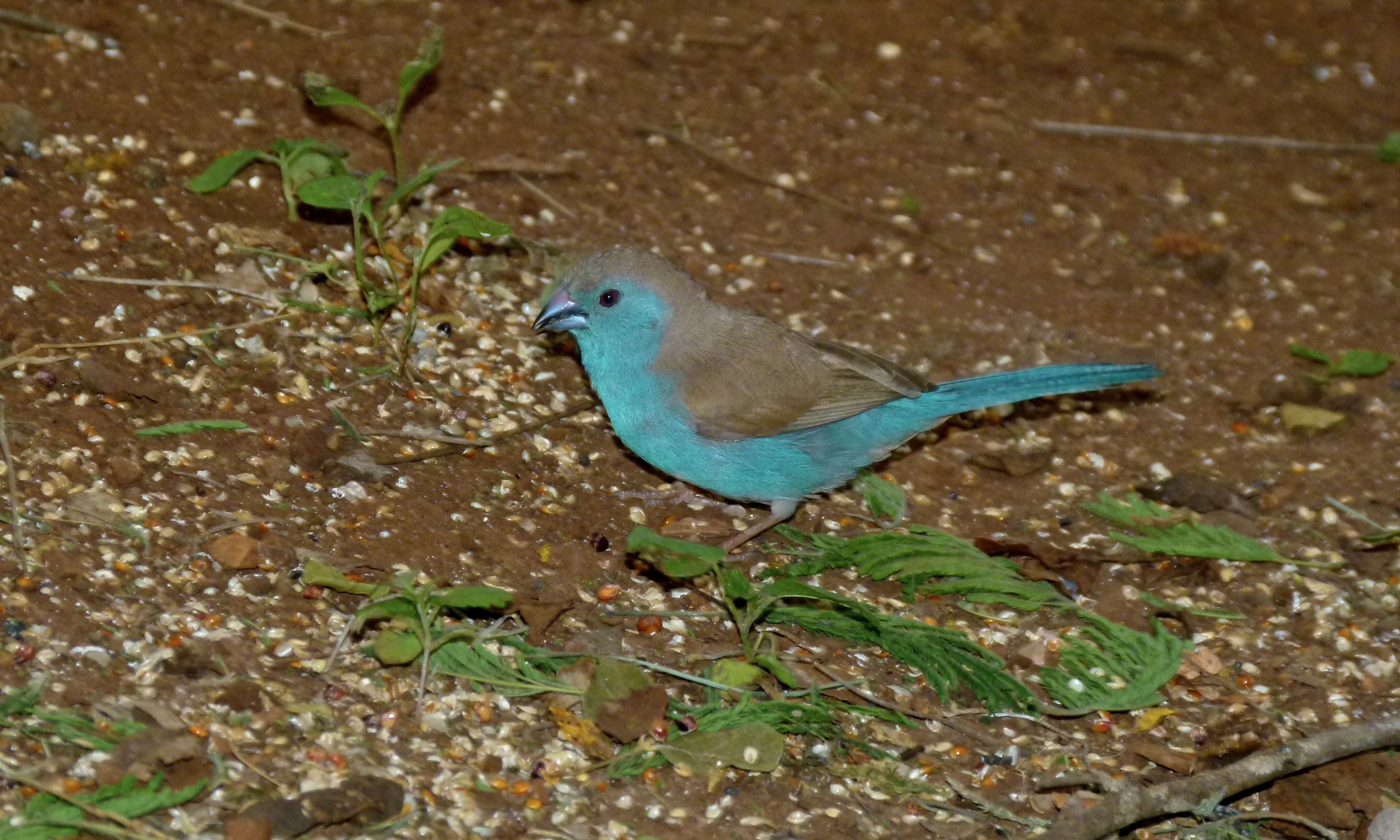 Image of Blue Waxbill