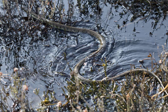 Image of Grass Snake