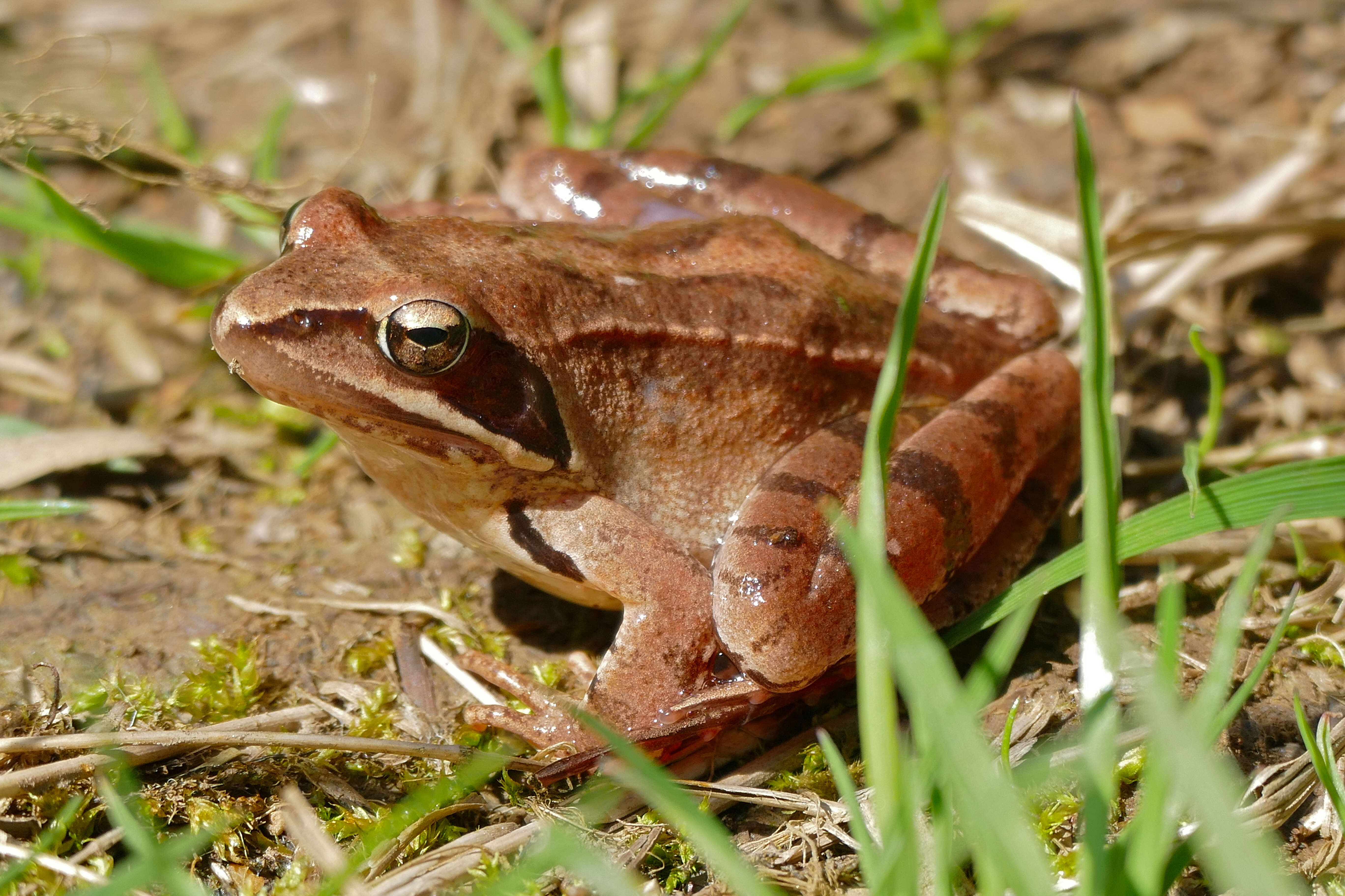 Image of Rana Linnaeus 1758