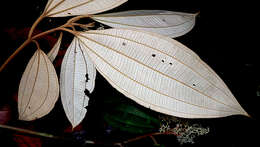 Image of Miconia hypoleuca (Benth.) Triana