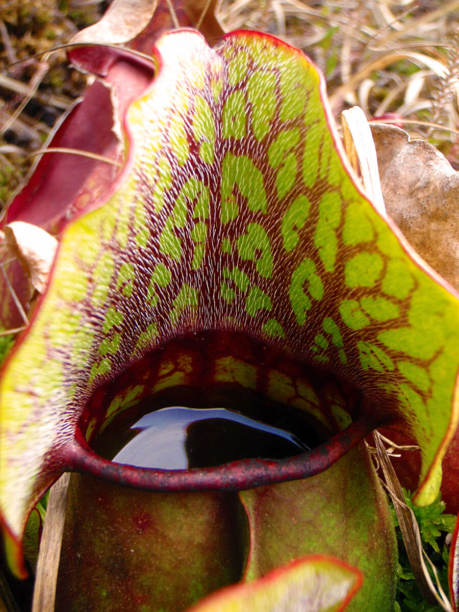 Image of purple pitcherplant