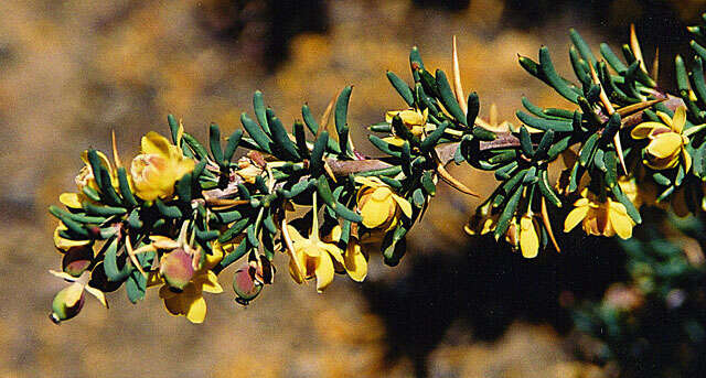 Image of Berberis empetrifolia Lam.