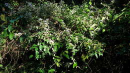 Image of clustervine