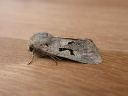 Orthosia gothica Linnaeus 1758 resmi