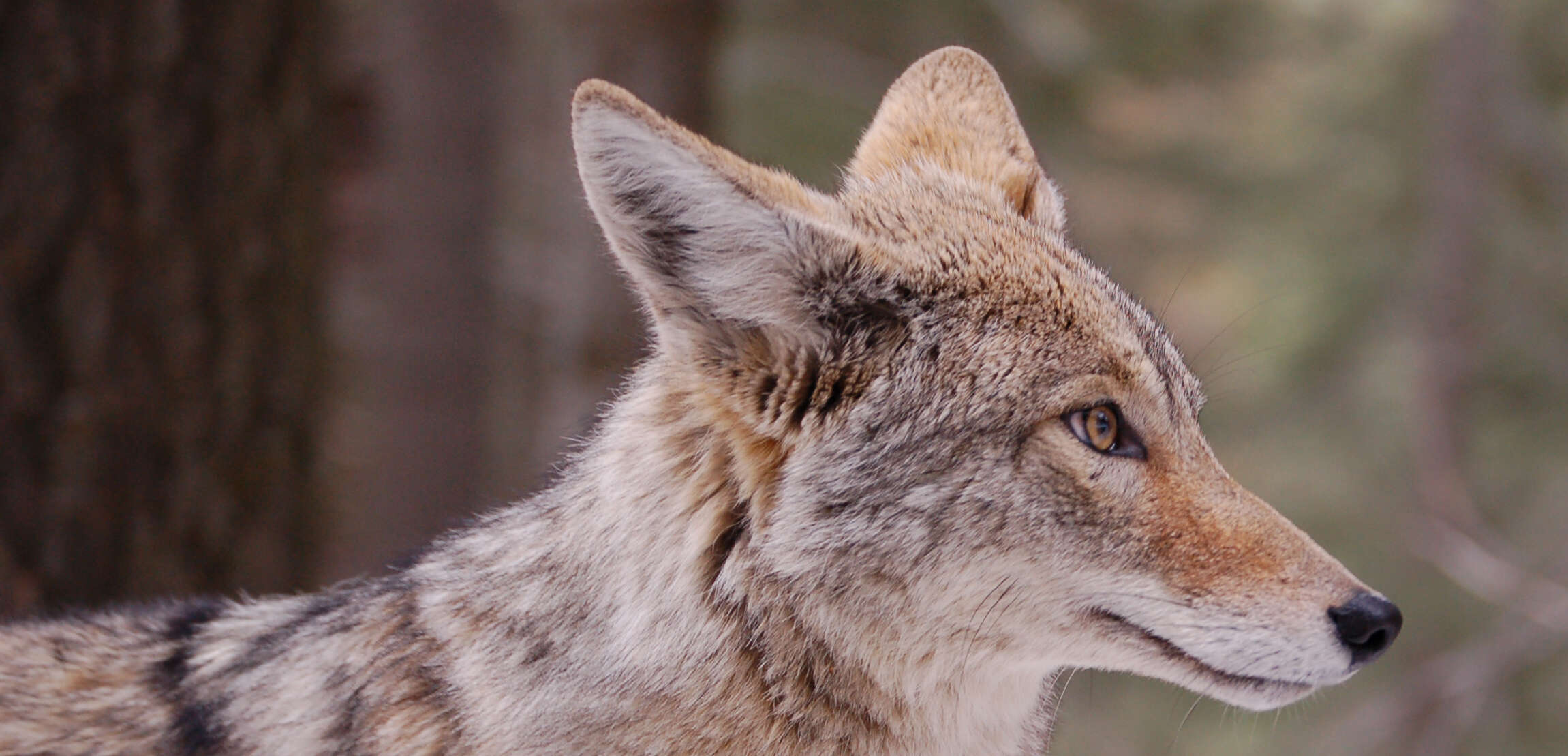 Image of American jackal