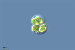 Chroococcus turgidus resmi