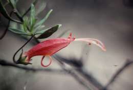 صورة Eremophila decipiens subsp. decipiens